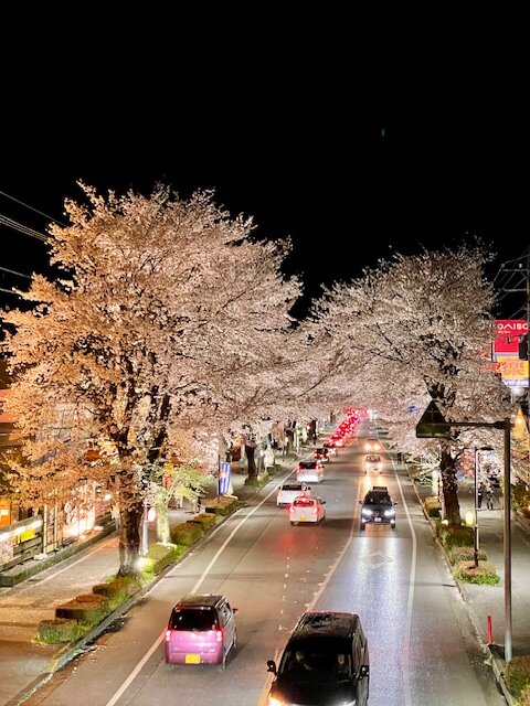 夜桜 (2).jpg