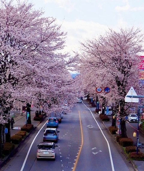 さくら歩道橋.jpg