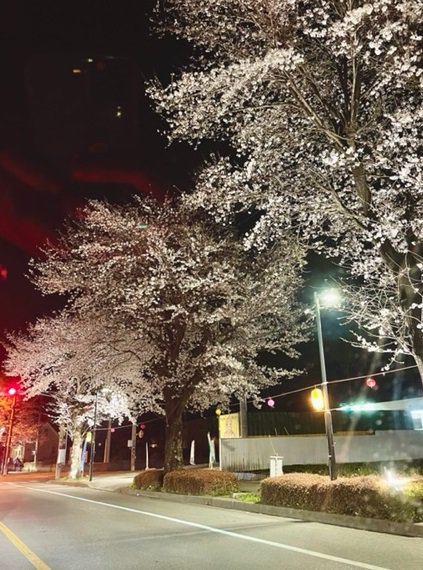 夜桜.jpg