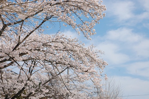 花見1.jpg