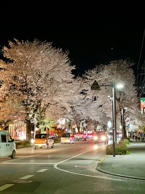 夜桜 (1).jpg